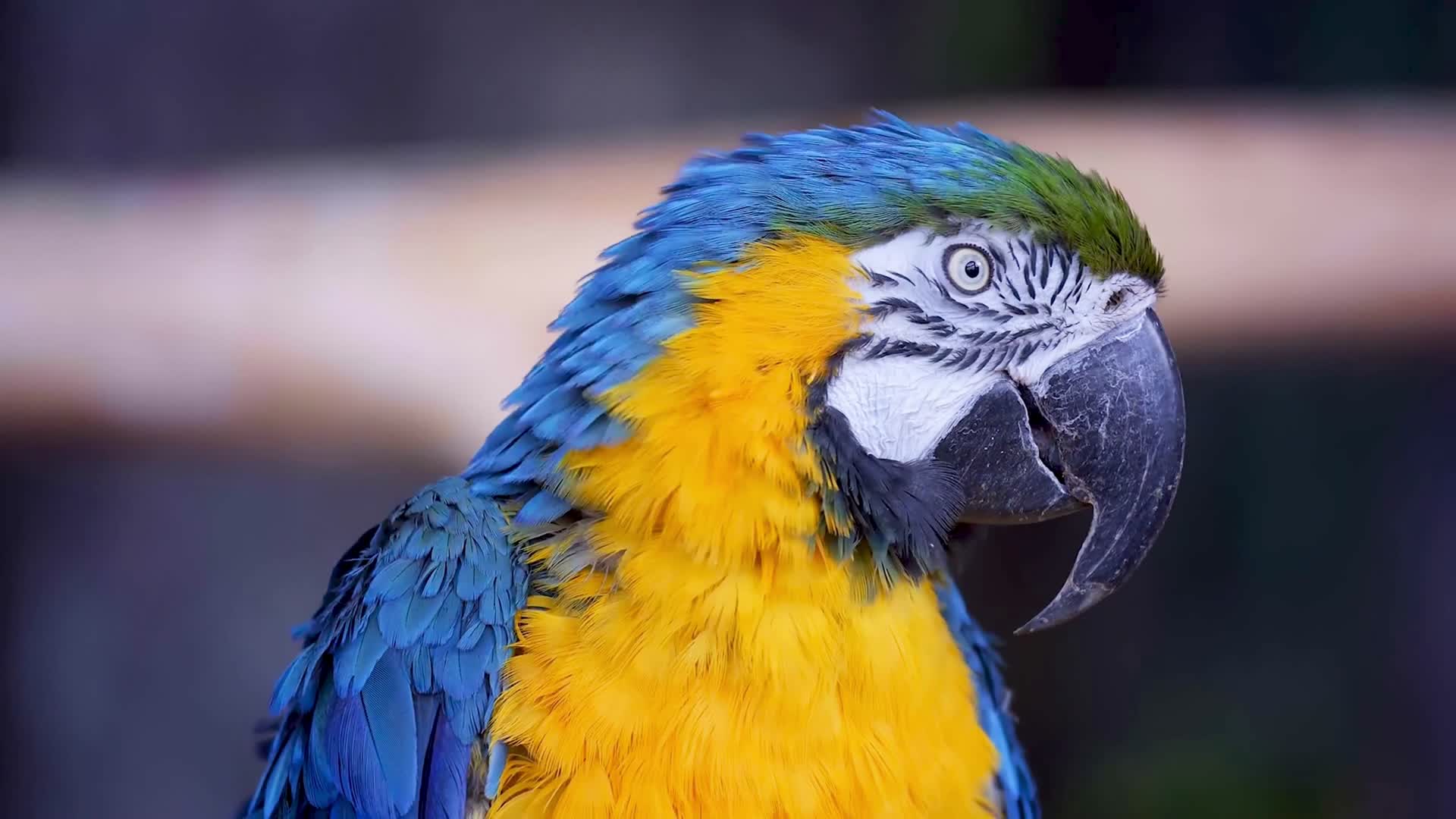 蓝黄相间的金刚鹦鹉视频的预览图