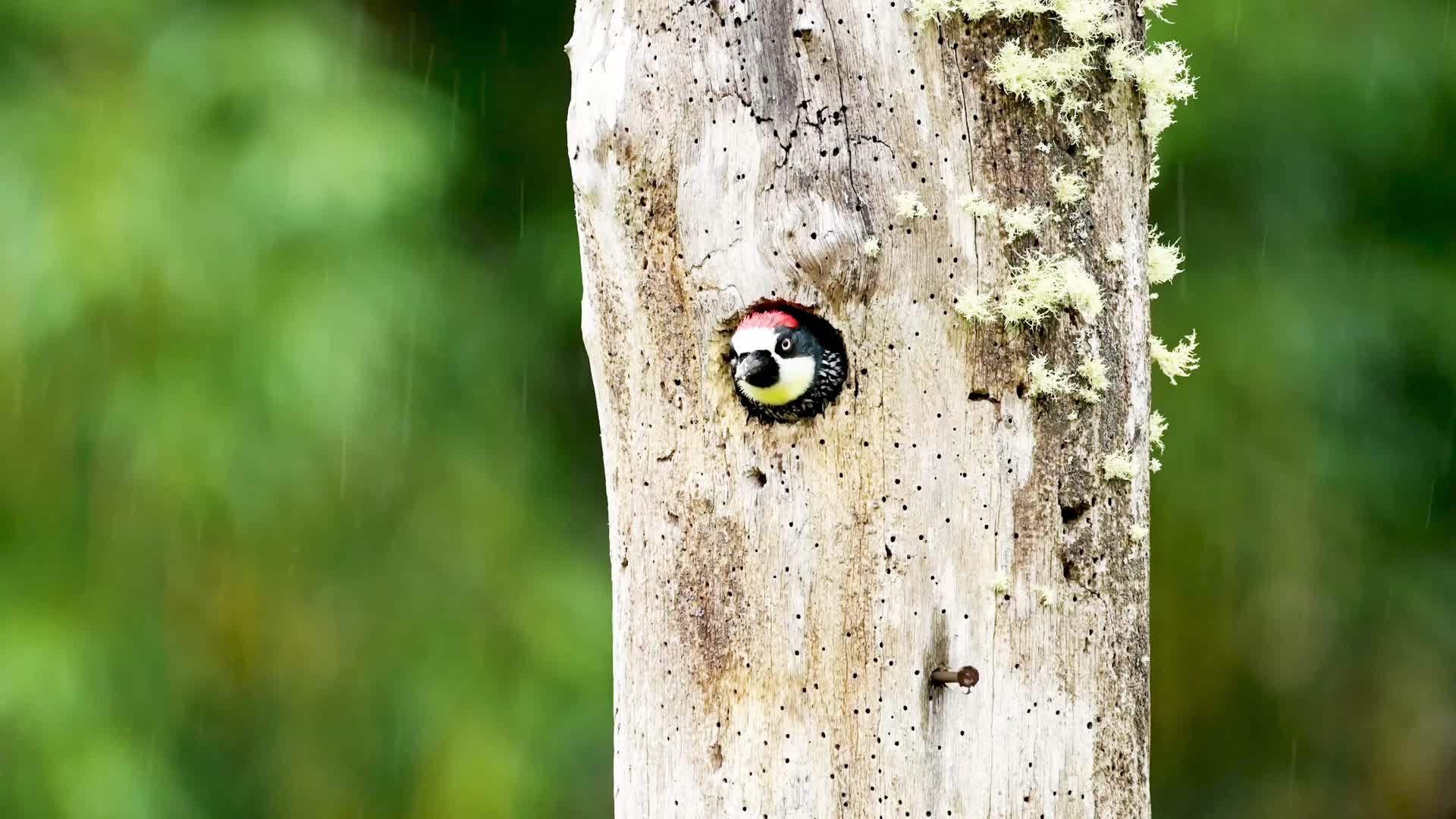 雨中树洞中的小鸟视频的预览图