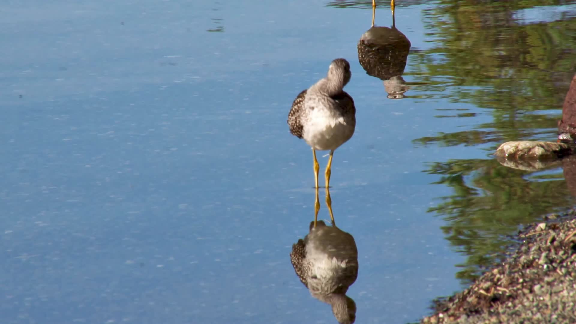 站在水中的鸟类视频的预览图