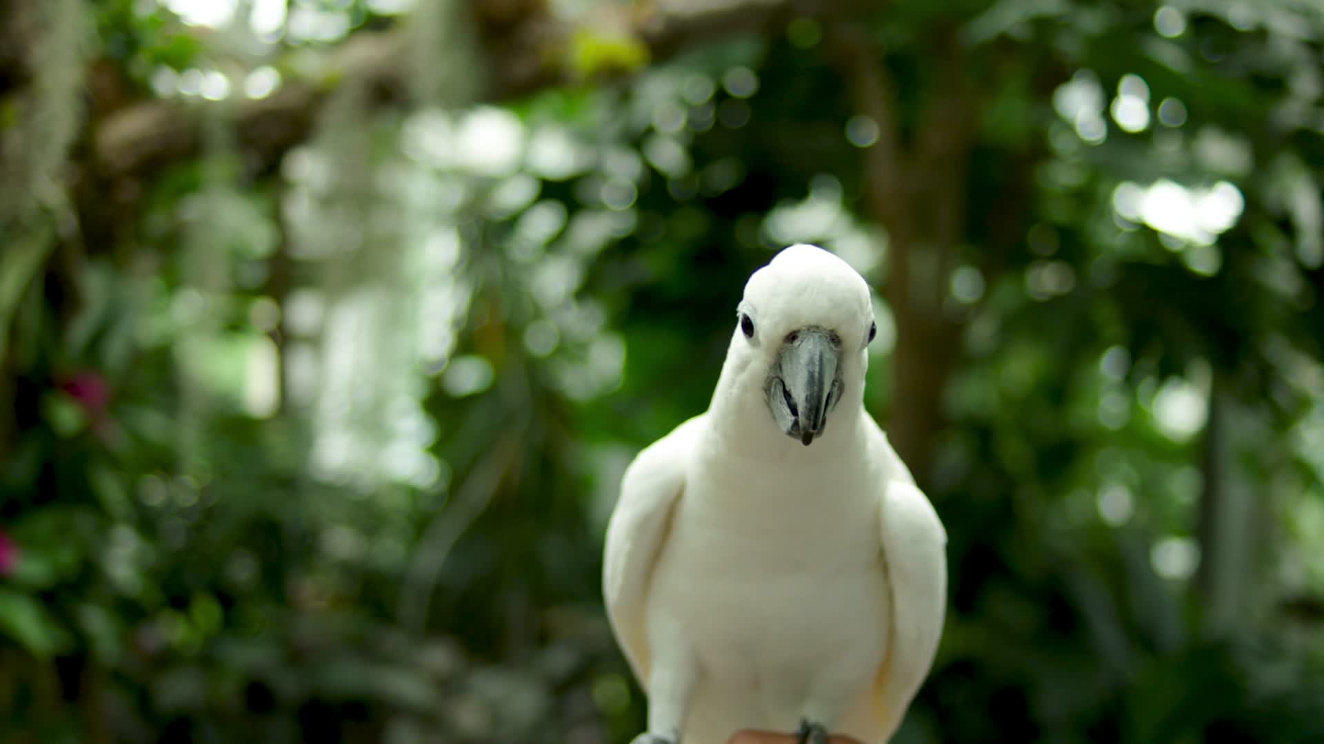 白色的鹦鹉站在手上吃食视频的预览图