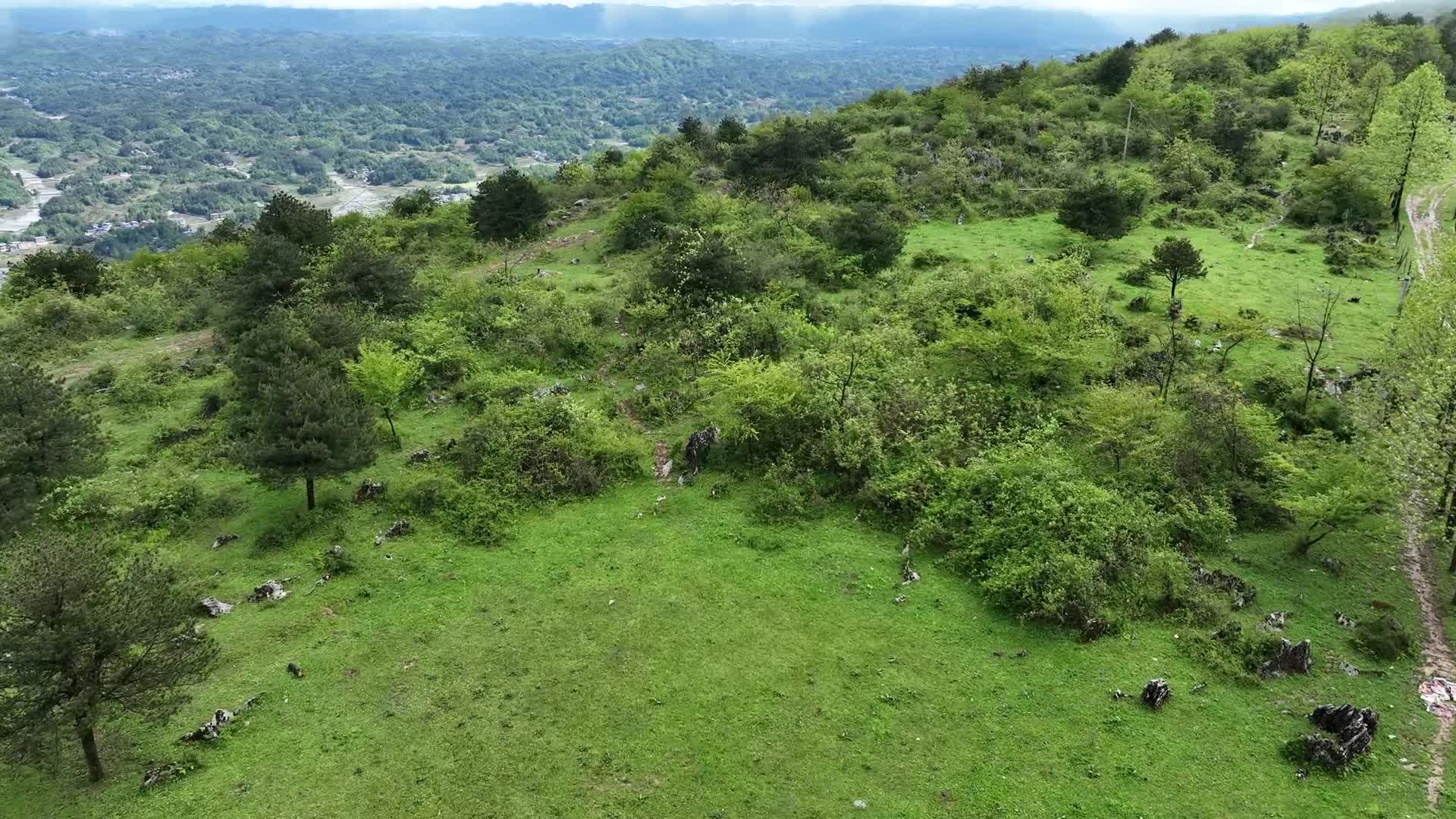 高山草场视频的预览图