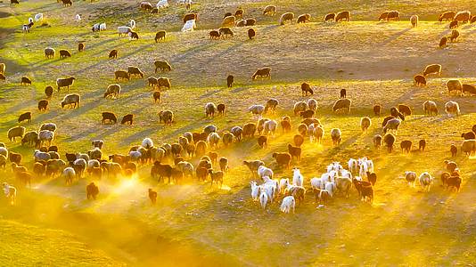 4K航拍新疆萨尔布拉克草原夕阳下的羊群视频的预览图