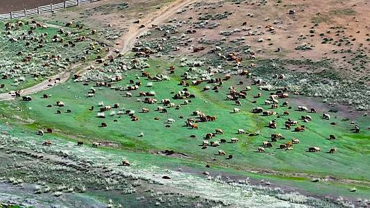 4K航拍新疆萨尔布拉克草原的羊群视频的预览图