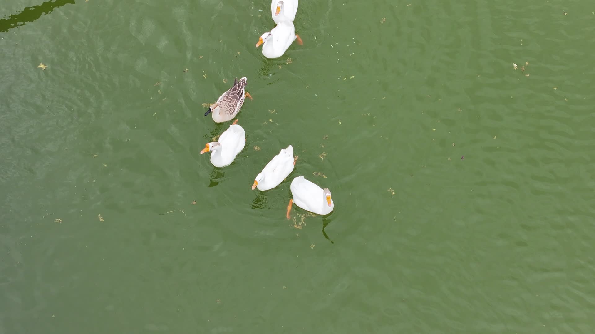 航拍一群鹅在水中嬉戏60P视频的预览图