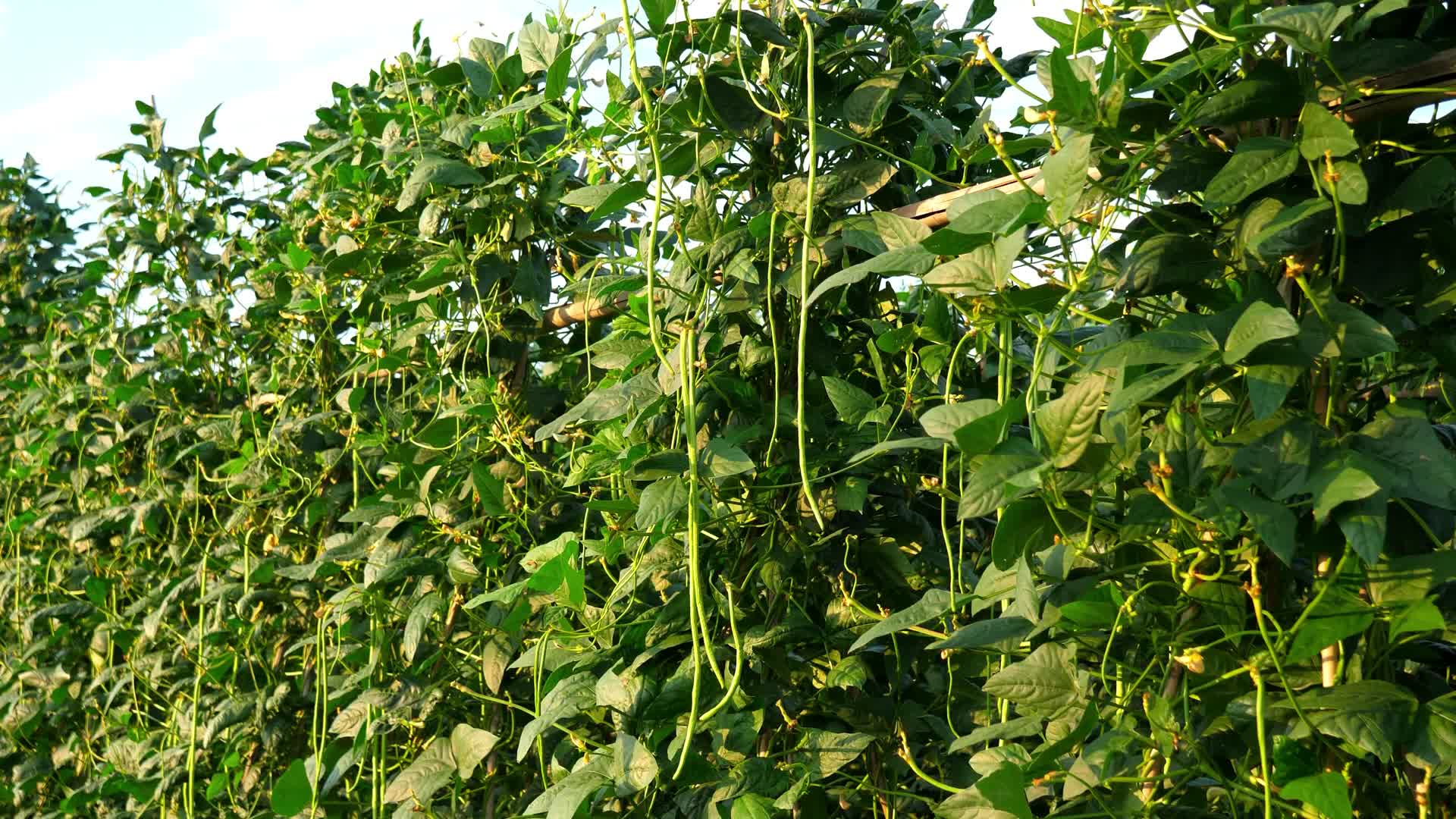 豆角豆角种植种植豆角长豆角视频的预览图