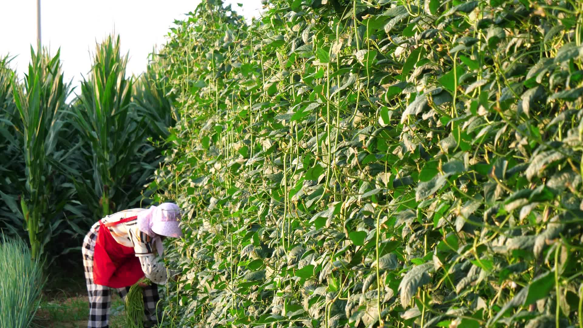 豆角种植种植豆角长豆角视频的预览图