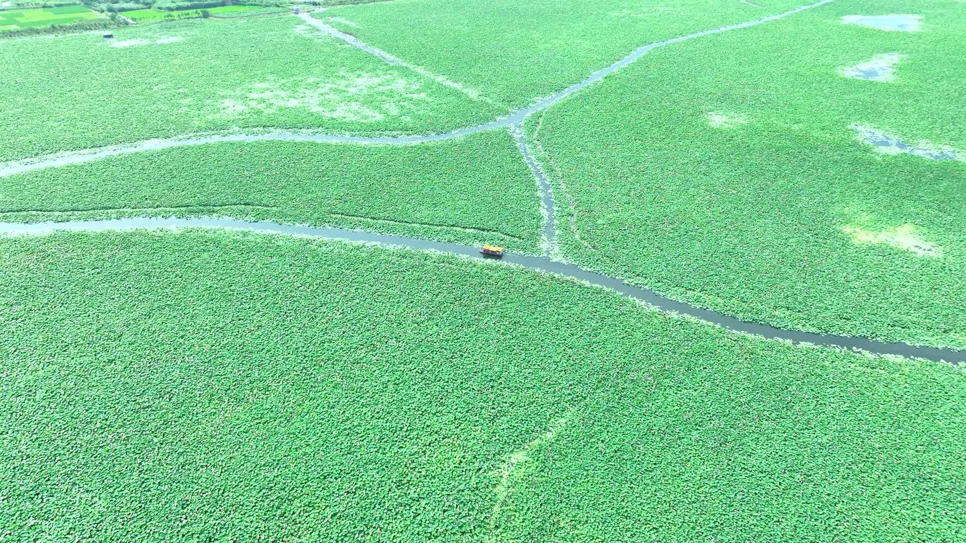 芙蓉国里君山野生荷花世界视频的预览图
