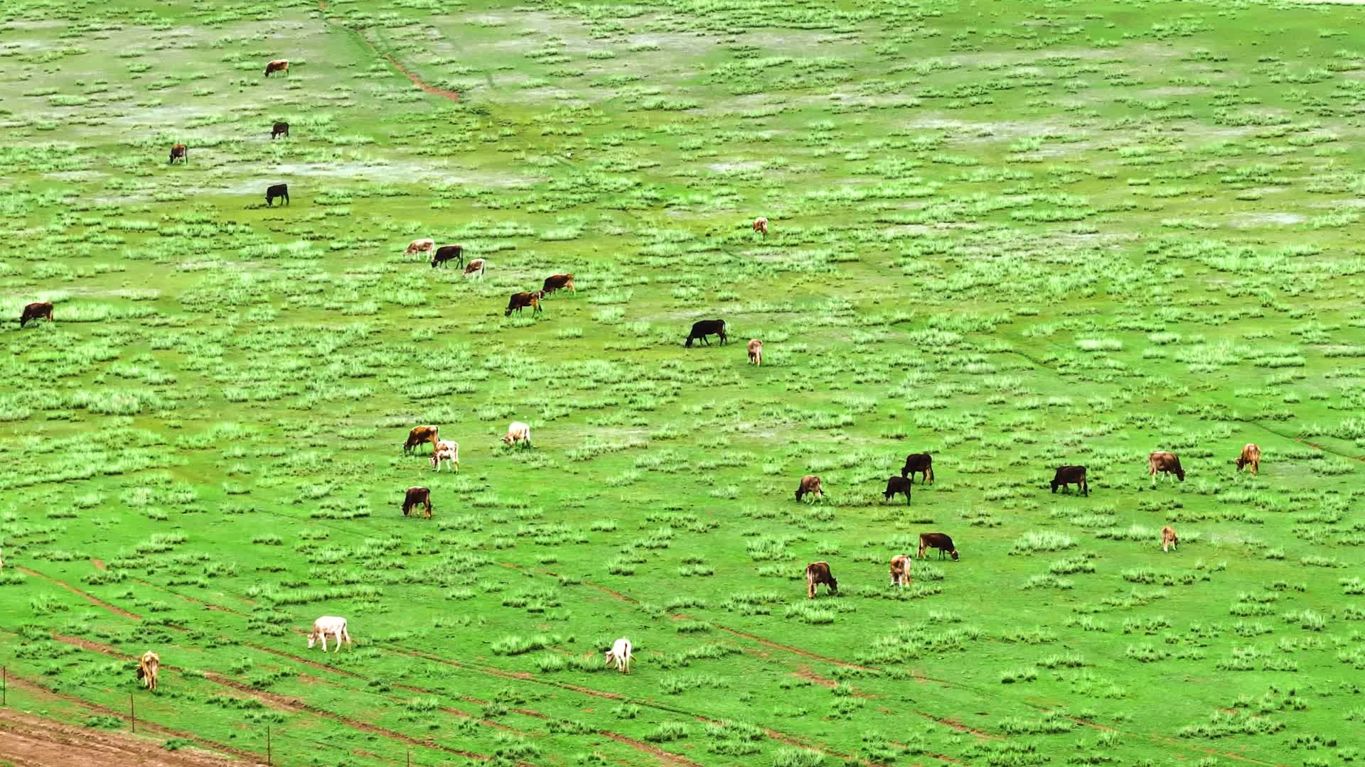 4K航拍新疆伊犁昭苏夏塔草原景区牛马群视频的预览图