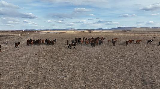 航拍初春牧场马群视频的预览图