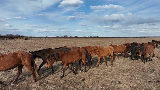 航拍初春牧场马群视频的预览图