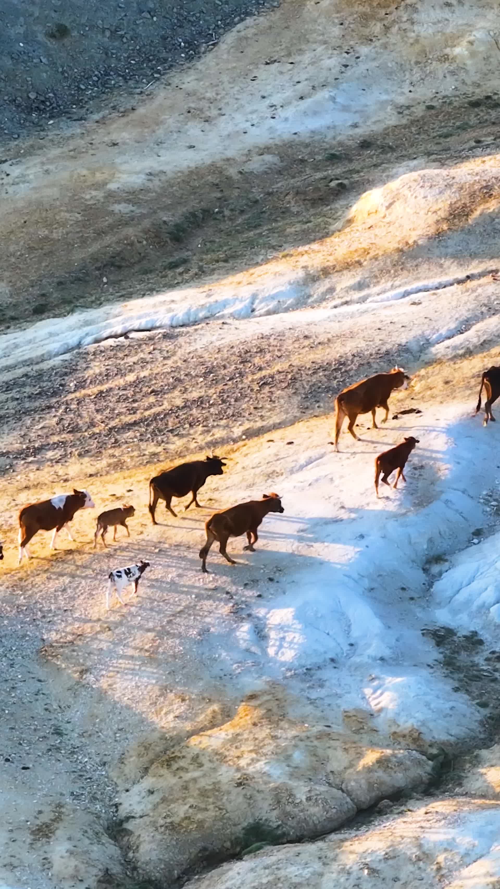 高清竖屏航拍五彩滩大峡谷牧民和牛群视频的预览图