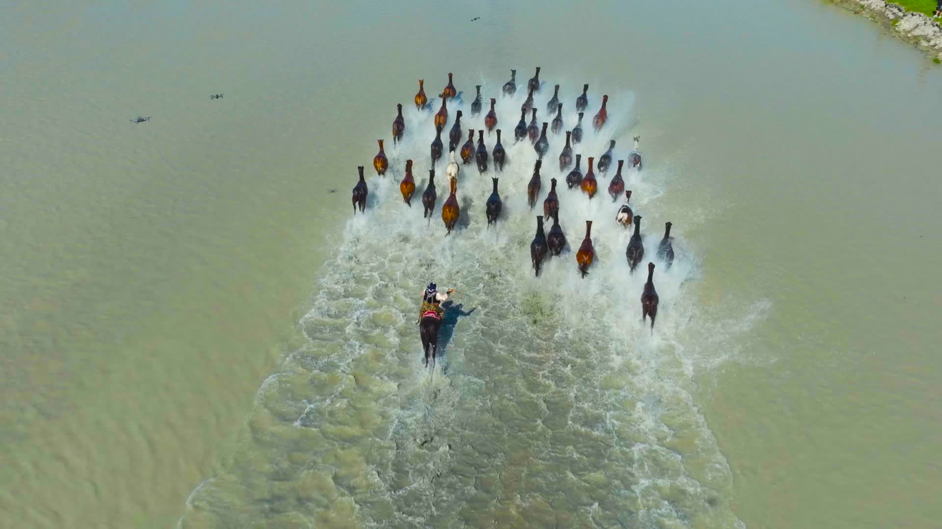 4K航拍新疆伊犁昭苏天马场奔跑的马群视频的预览图