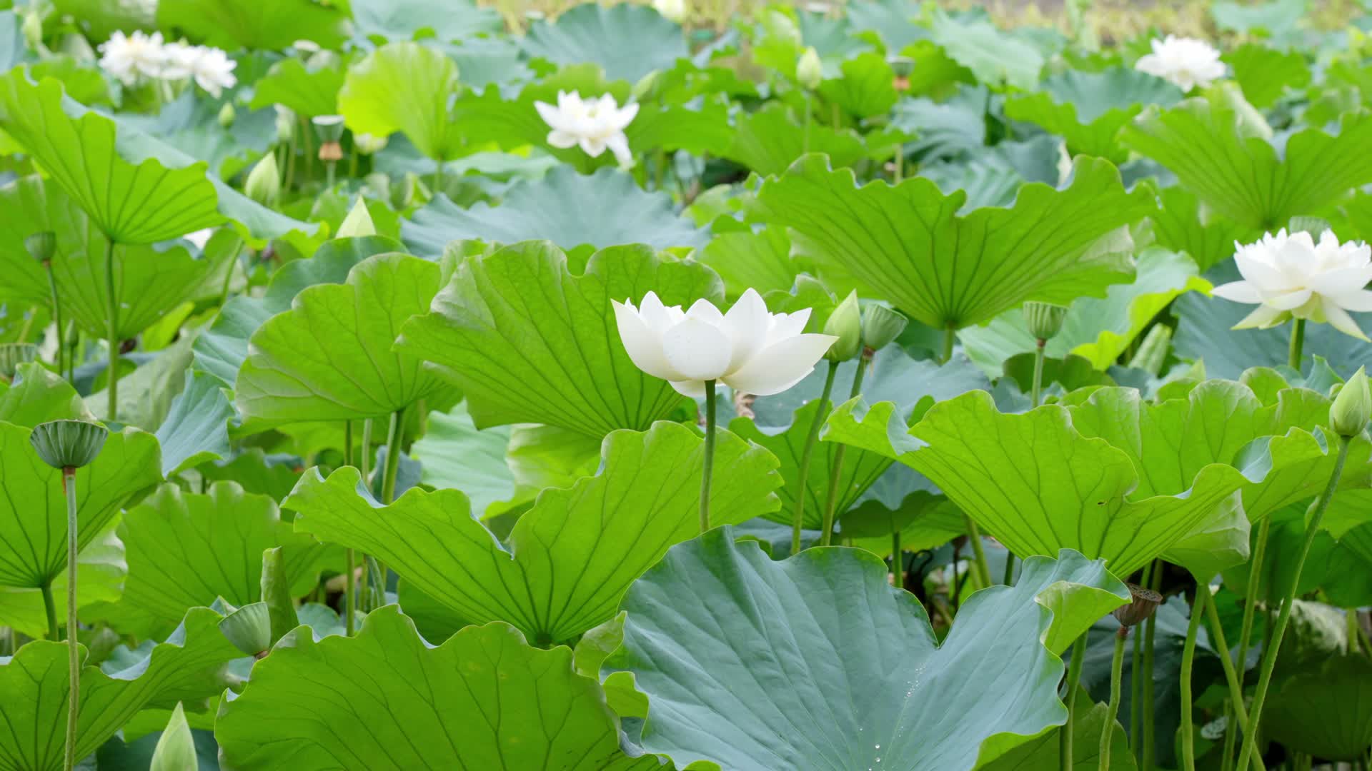 昆明翠湖公园夏天荷塘里的白莲花盛开视频的预览图