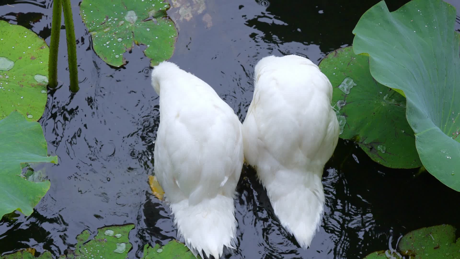 荷塘里两只白色的白鹅在水中戏水特写视频的预览图