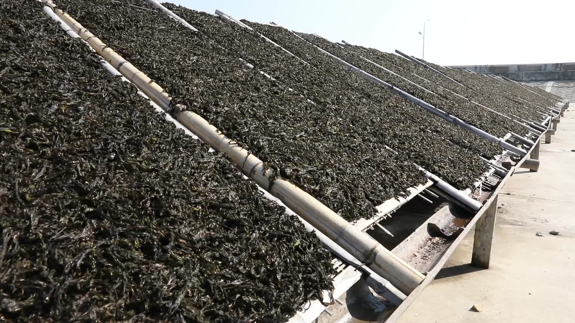 J浙江温州苍南大渔海边晾晒紫菜4k实拍视频3视频的预览图