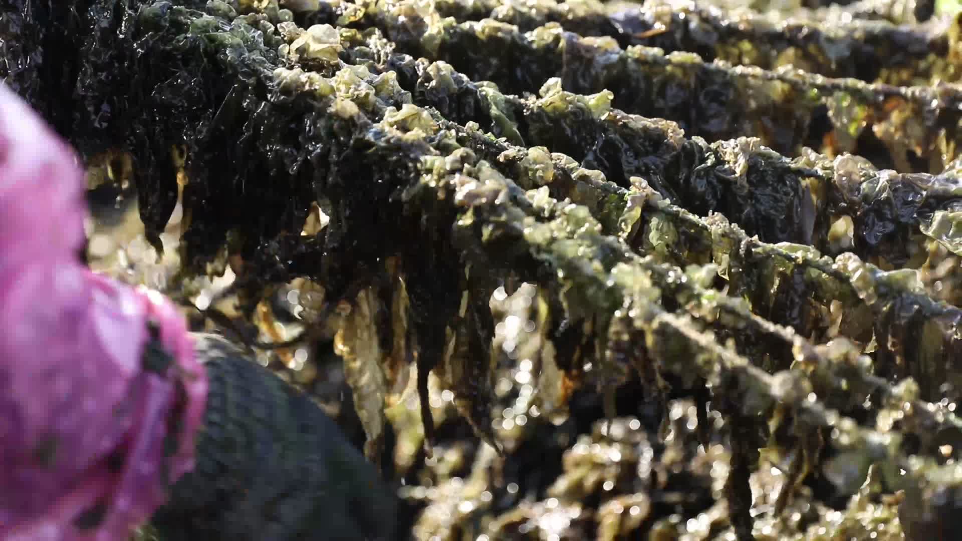 J浙江温州苍南大渔海边晾晒紫菜4k实拍视频5视频的预览图