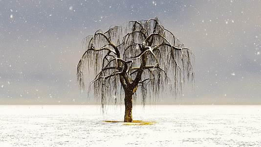 冬天雪花飘落中生长的树木视频的预览图