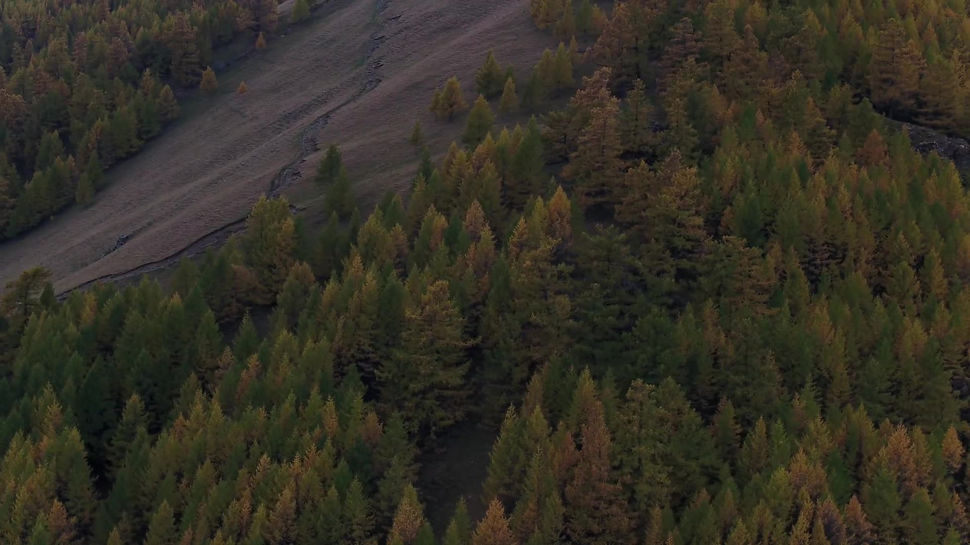 B新疆准噶尔盆地阿尔泰山树林1视频的预览图