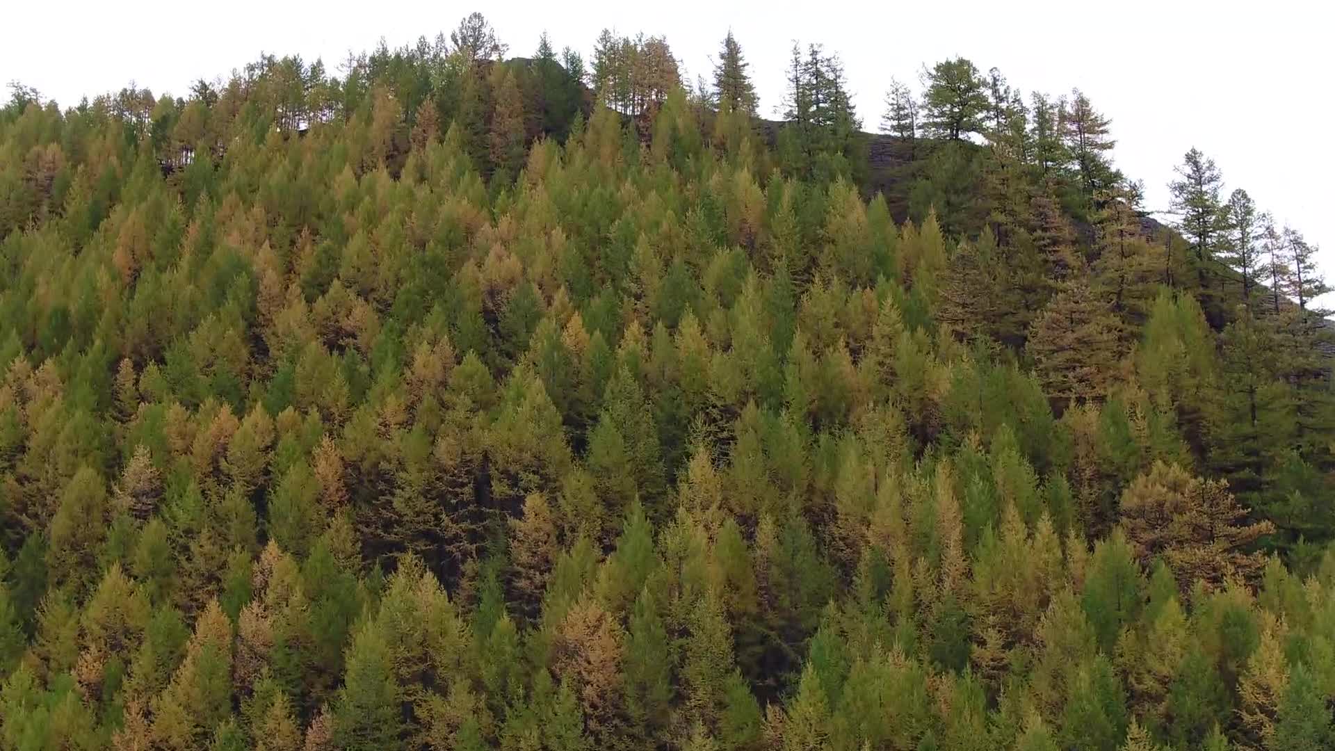 B新疆阿尔泰山高山树木群视频的预览图