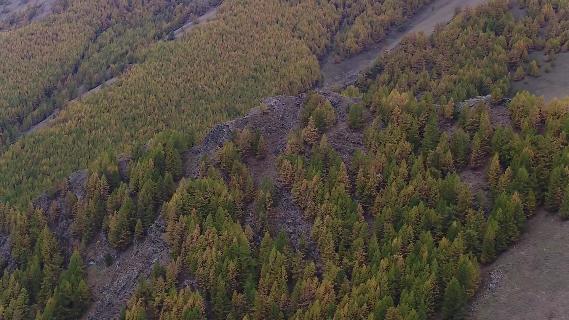 B新疆阿尔泰山树林2视频的预览图