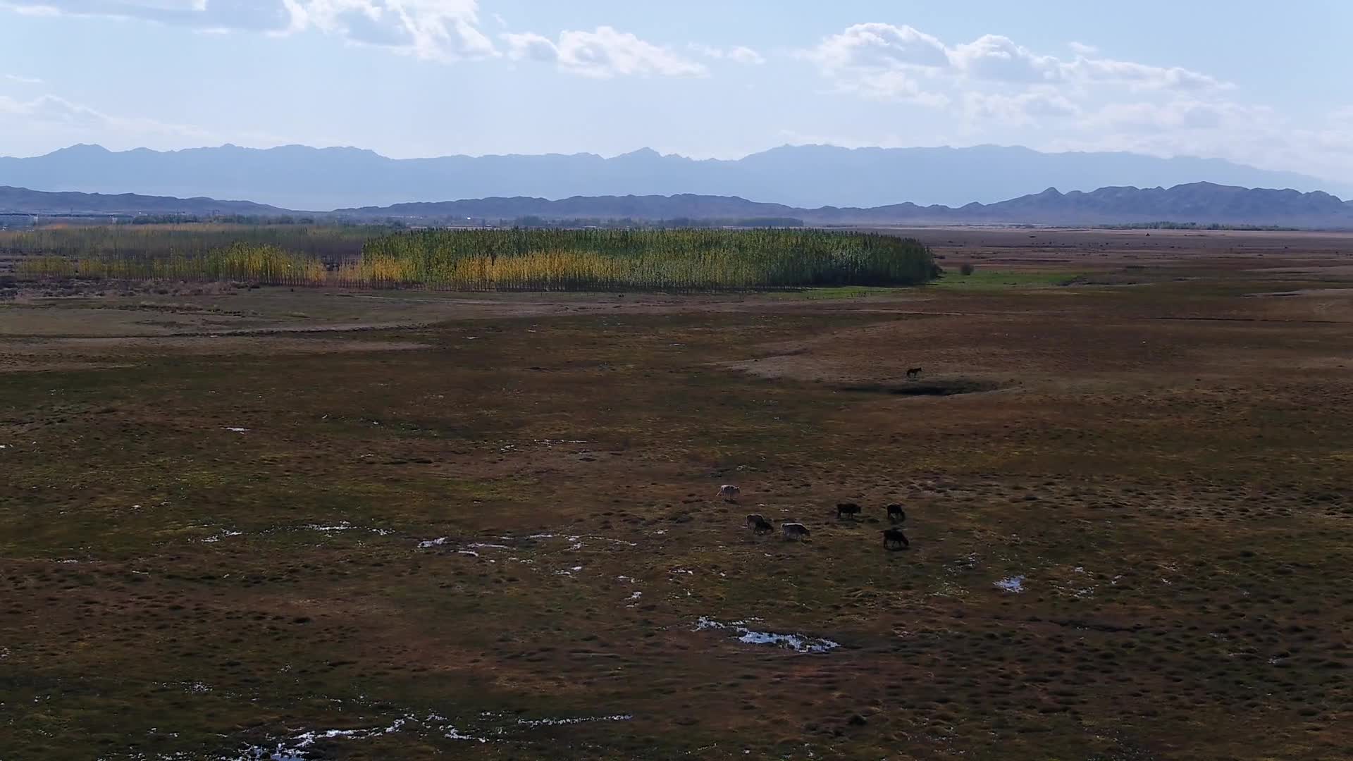 B新疆北疆草场牛群1视频的预览图