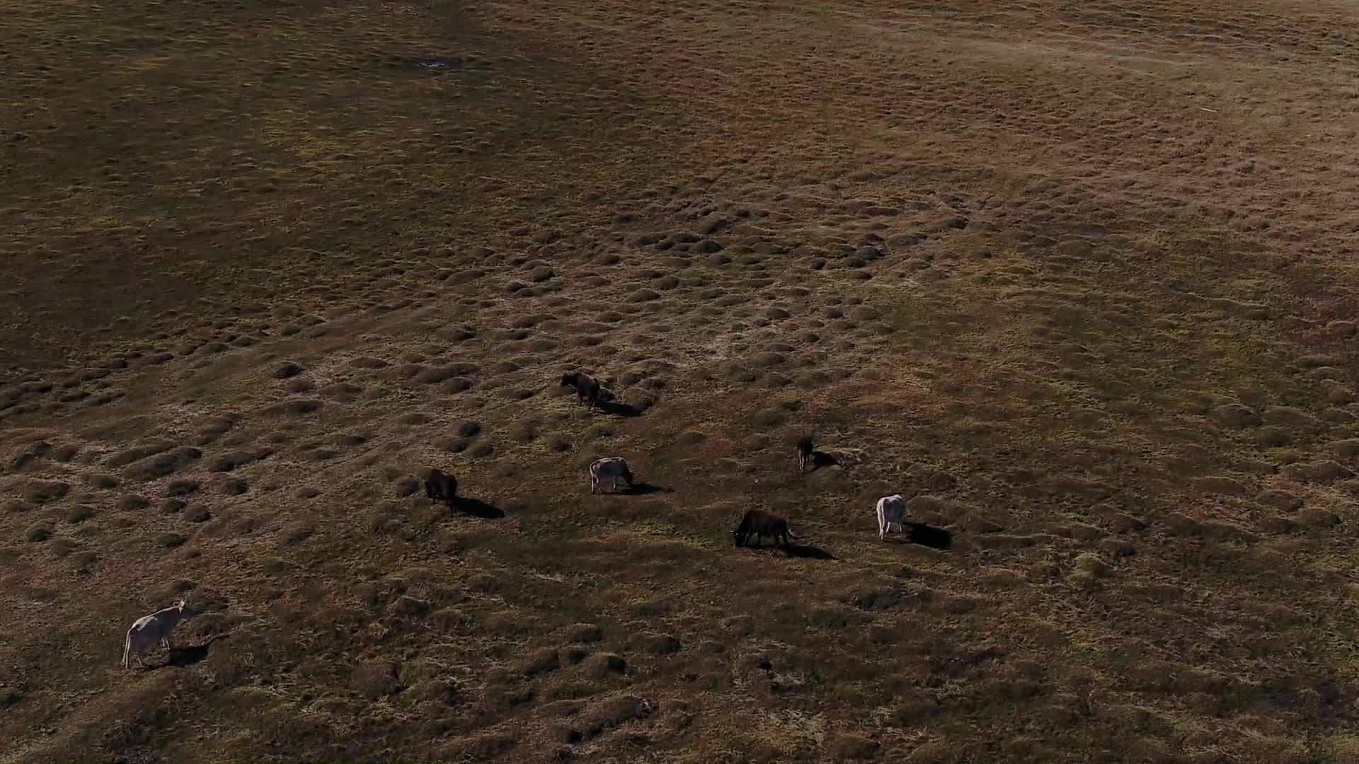 B新疆北疆草场牛群奔跑视频的预览图