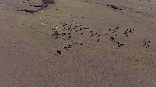 B新疆和布克塞尔草原动物群2视频的预览图