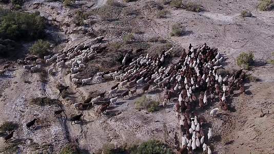 B新疆准噶尔盆地羊群1视频的预览图