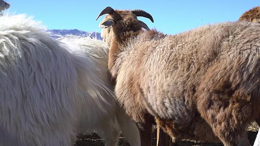 B新疆准噶尔北疆草场羊群放牧视频的预览图