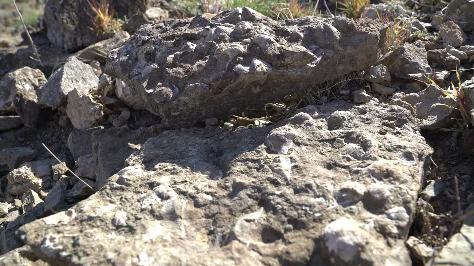 B新疆准噶尔石头堆鸟类静态视频的预览图