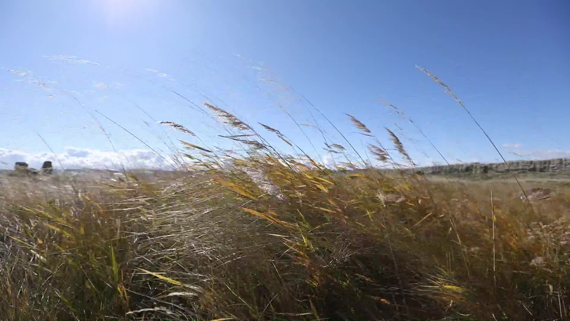 B新疆准噶尔废王城白天风吹原野稻草摇晃视频的预览图