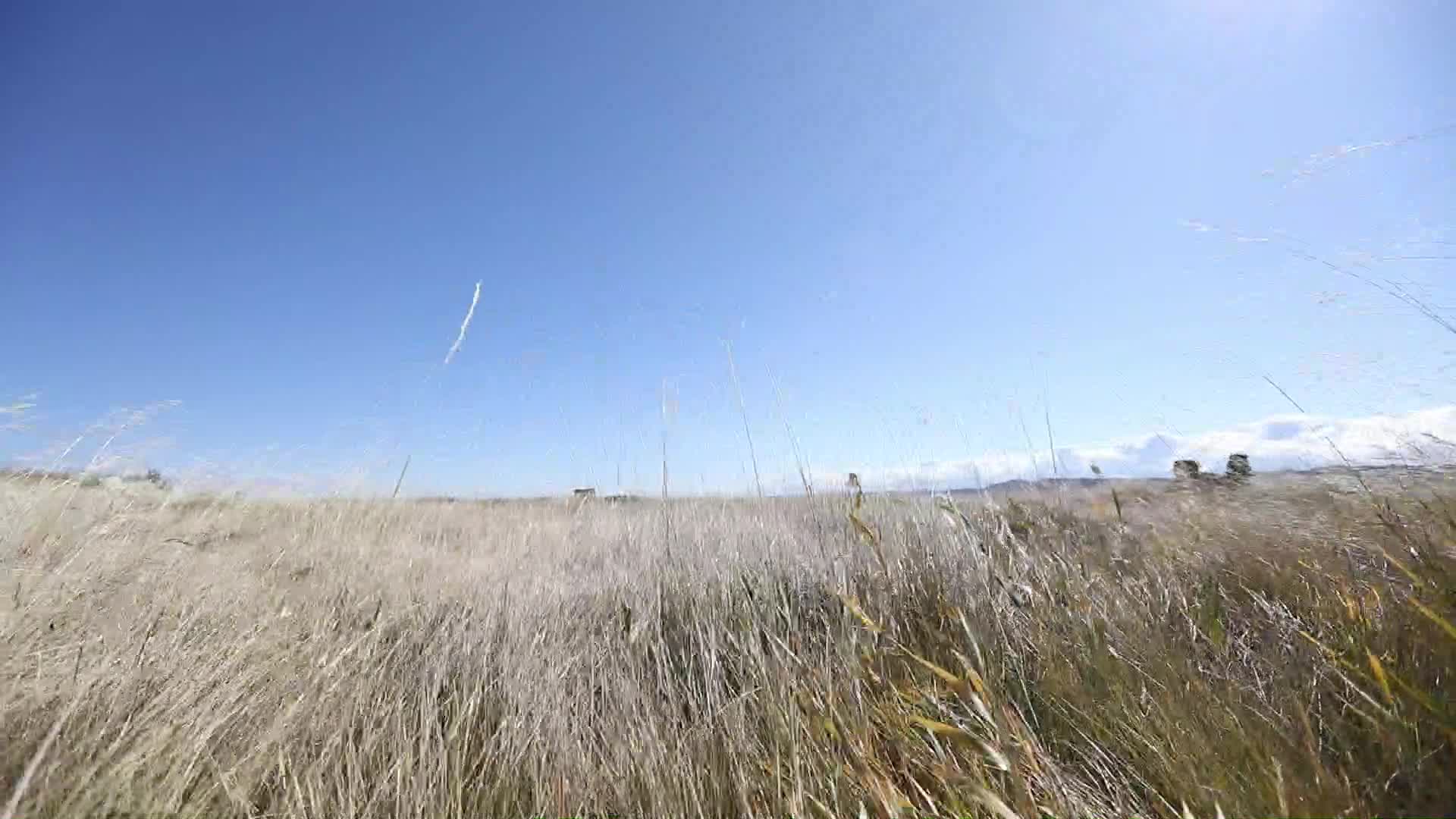 B新疆准噶尔废王城白天风吹稻田视频的预览图