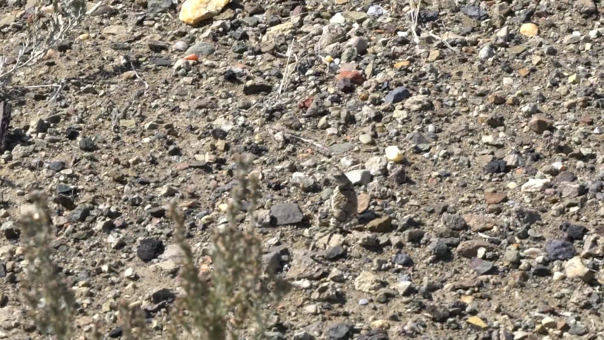 B新疆准噶尔石子地蜥蜴动物动态视频的预览图