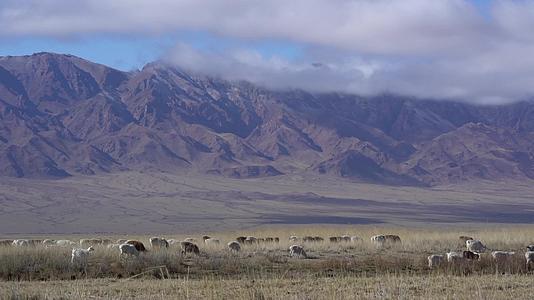 新疆北疆草场羊群放牧视频的预览图
