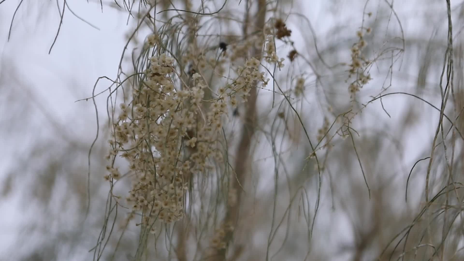 B新疆准噶尔卡山白天树枝摇曳视频的预览图