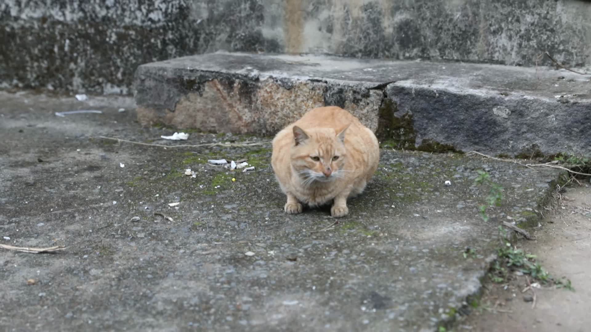 J浙江温州苍南蒲壮所城的猫咪视频的预览图