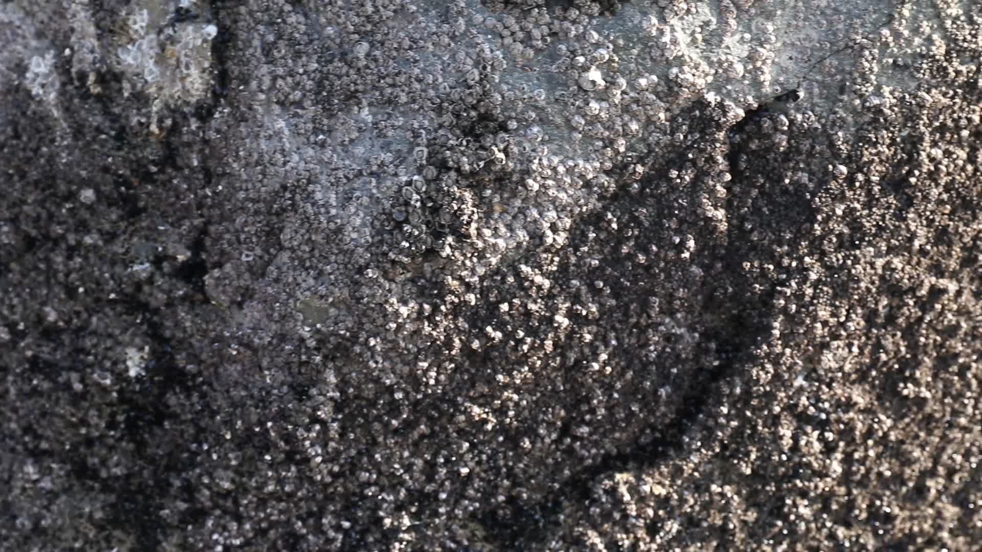 J浙江温州苍南蒲城海滩泥沙2视频的预览图