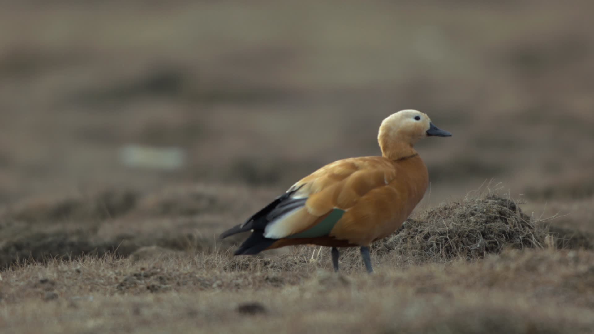 C拉鲁湿地鸭雁4k特写视频的预览图