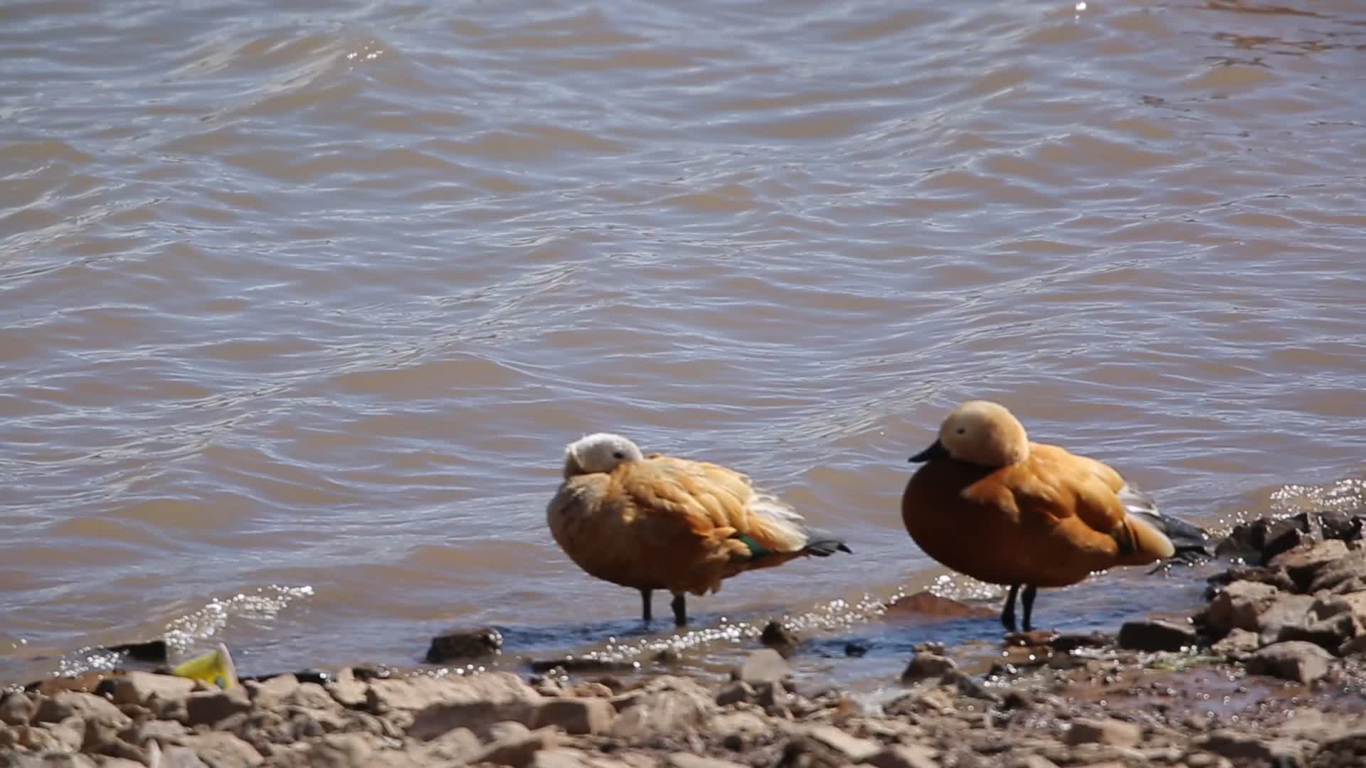 C林周河边赤麻鸭4k实拍视频视频的预览图