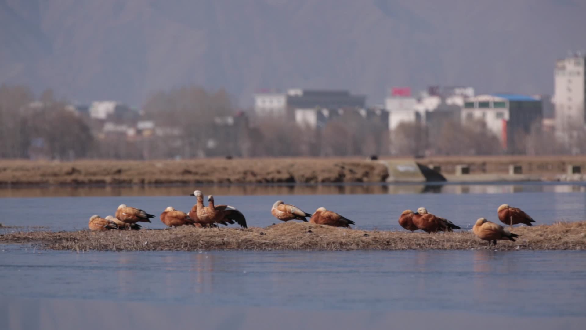 C拉鲁湿地鸭子4K实拍视频的预览图
