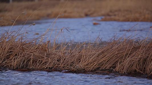 C拉鲁湿地芦苇荡4K实拍视频视频的预览图