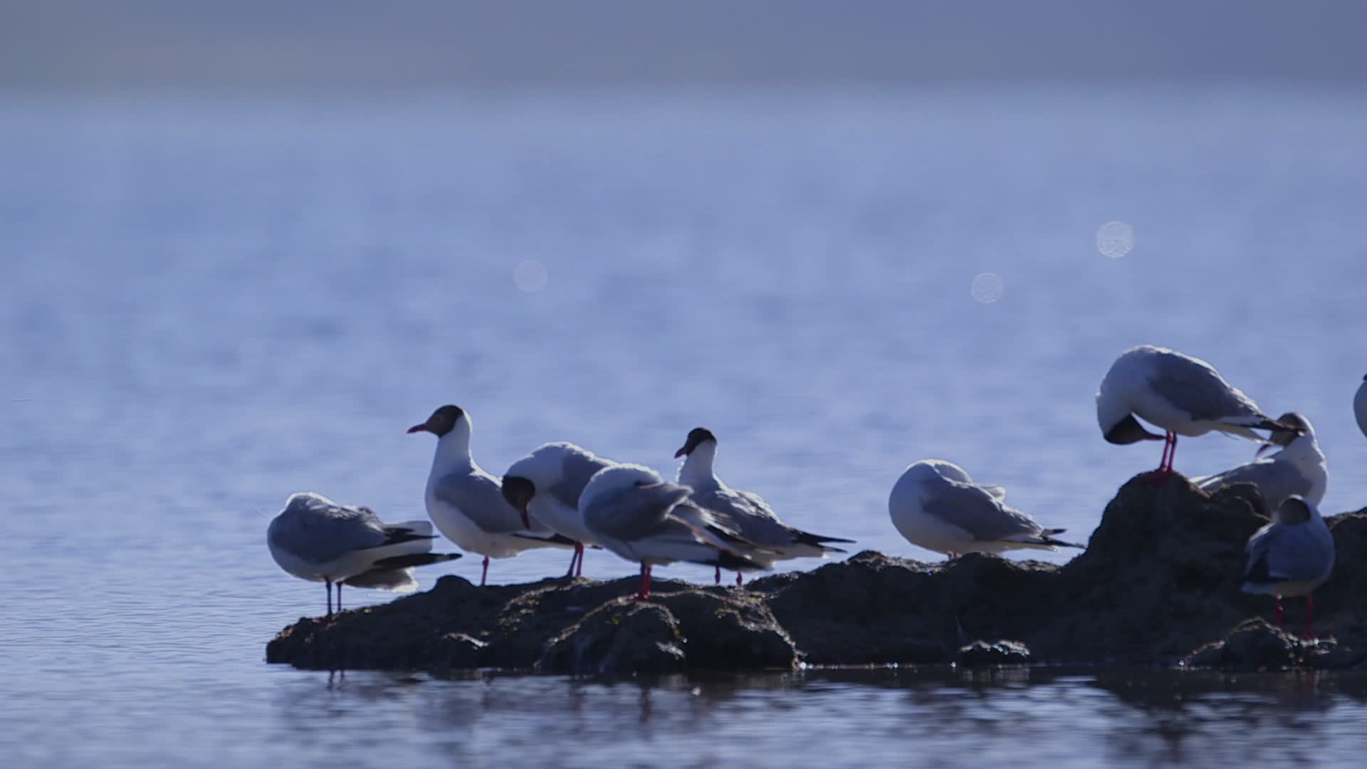 C玛旁雍错湖燕鸥群4k实拍视频视频的预览图