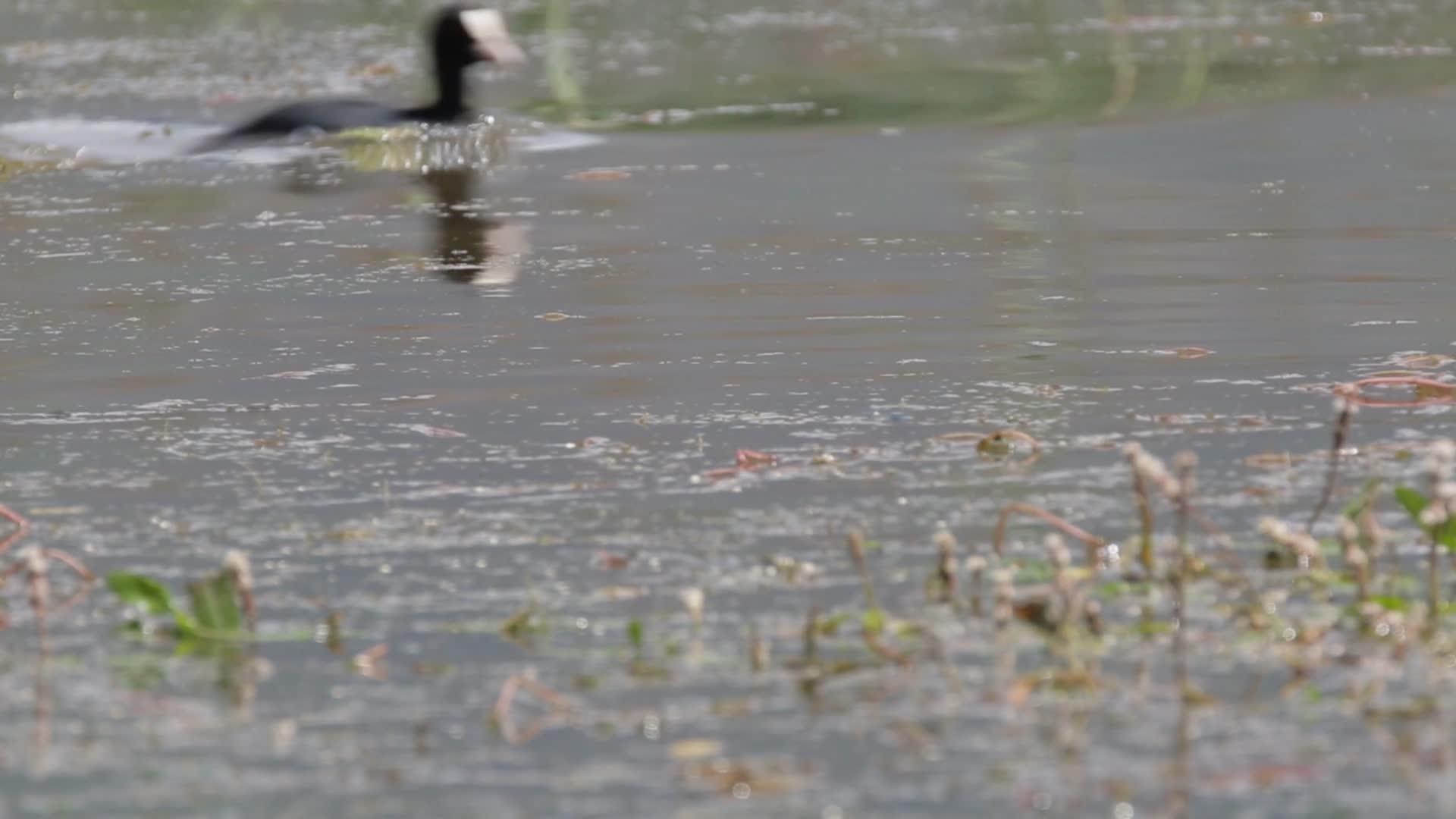 C拉鲁湿地野鸭游泳4K视频视频的预览图