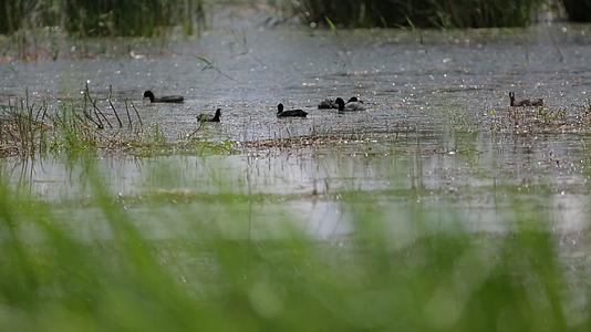 C拉鲁湿地野鸭4K实拍视频视频的预览图