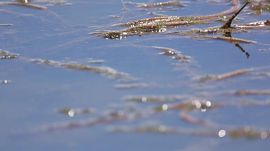 C拉鲁湿地生态系统4K视频视频的预览图