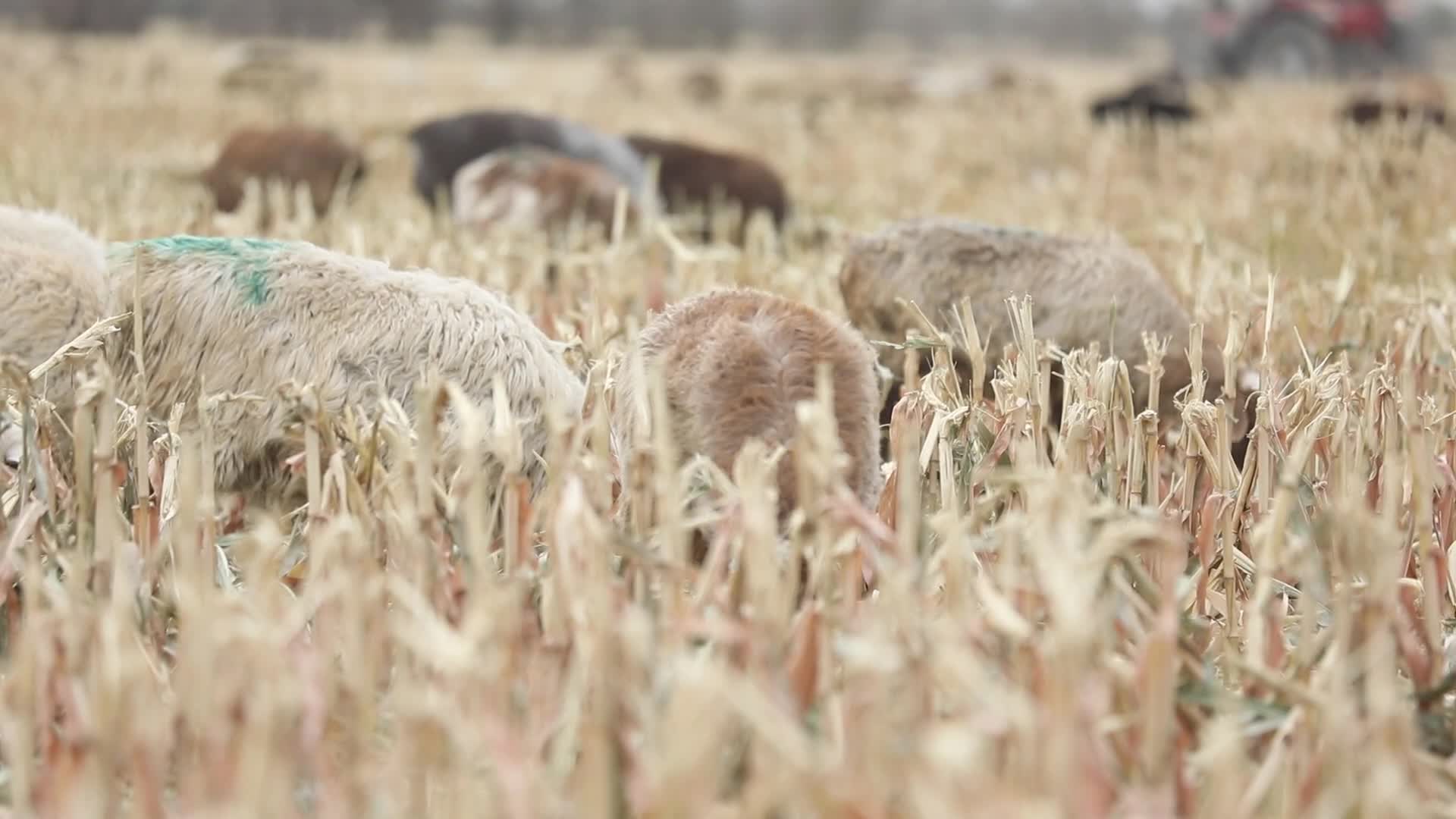 B新疆准噶尔稻田中羊群吃草4视频的预览图