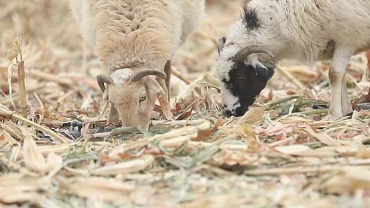B新疆准噶尔稻田中羊群吃草9视频的预览图