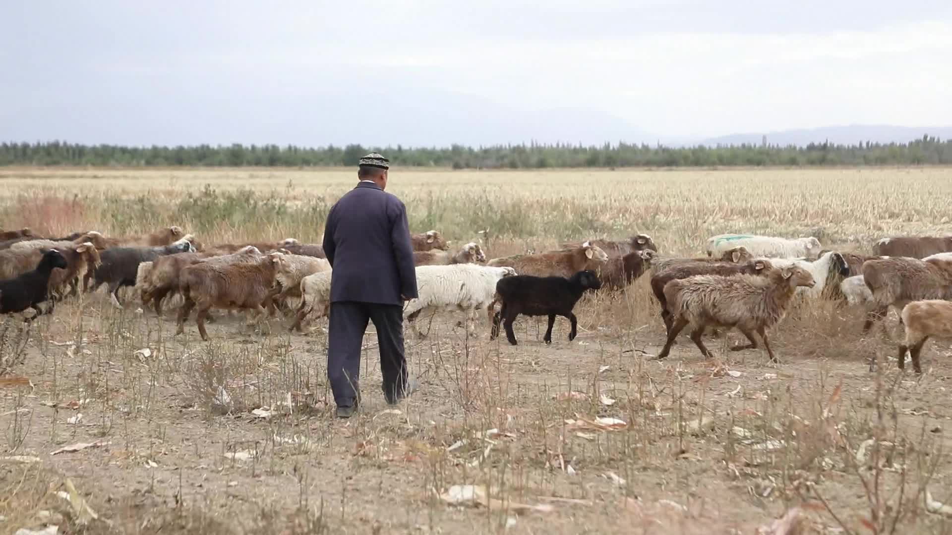 B新疆准噶尔牧民放羊1视频的预览图