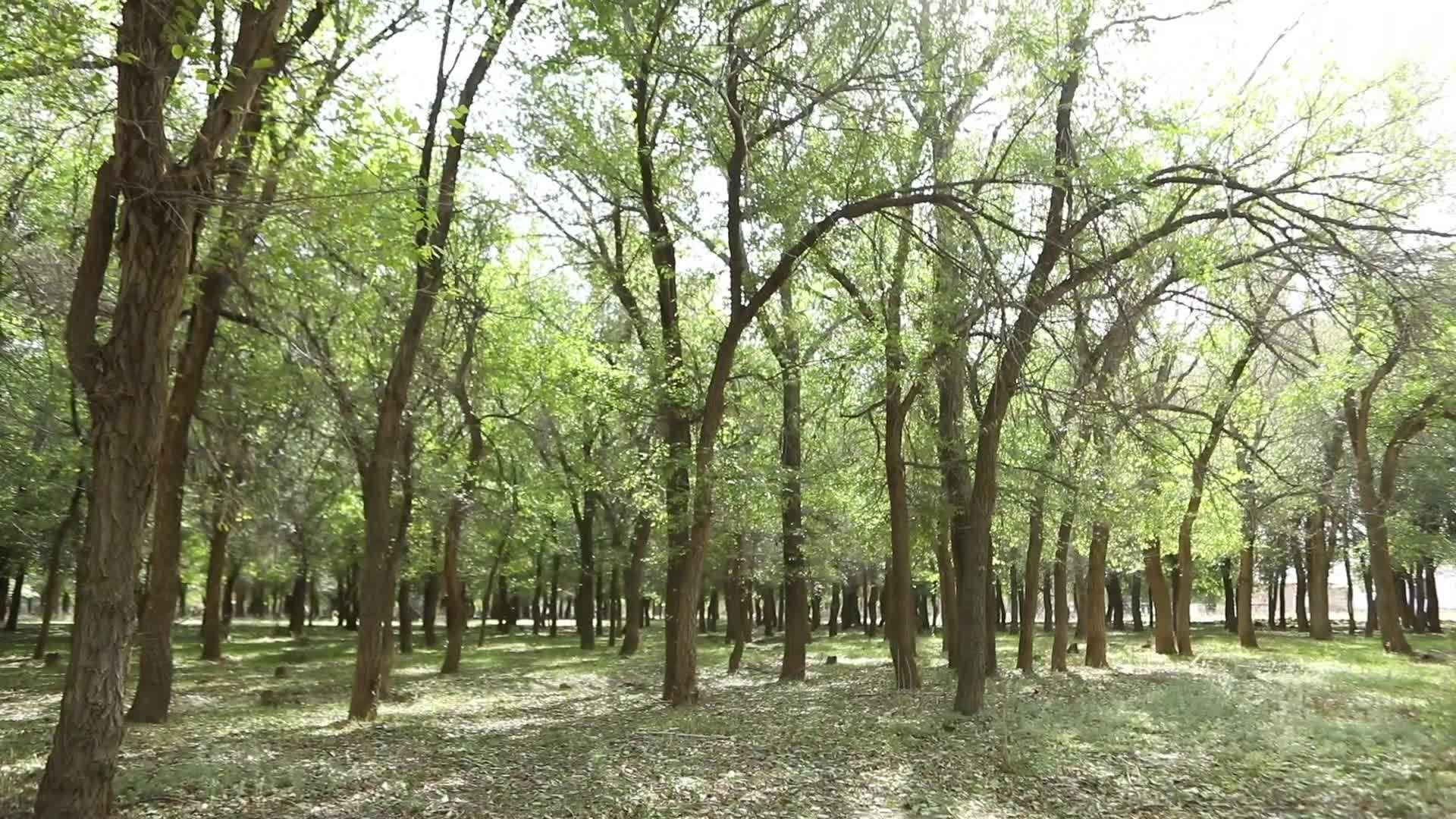 B新疆准噶尔老风口小树林6视频的预览图