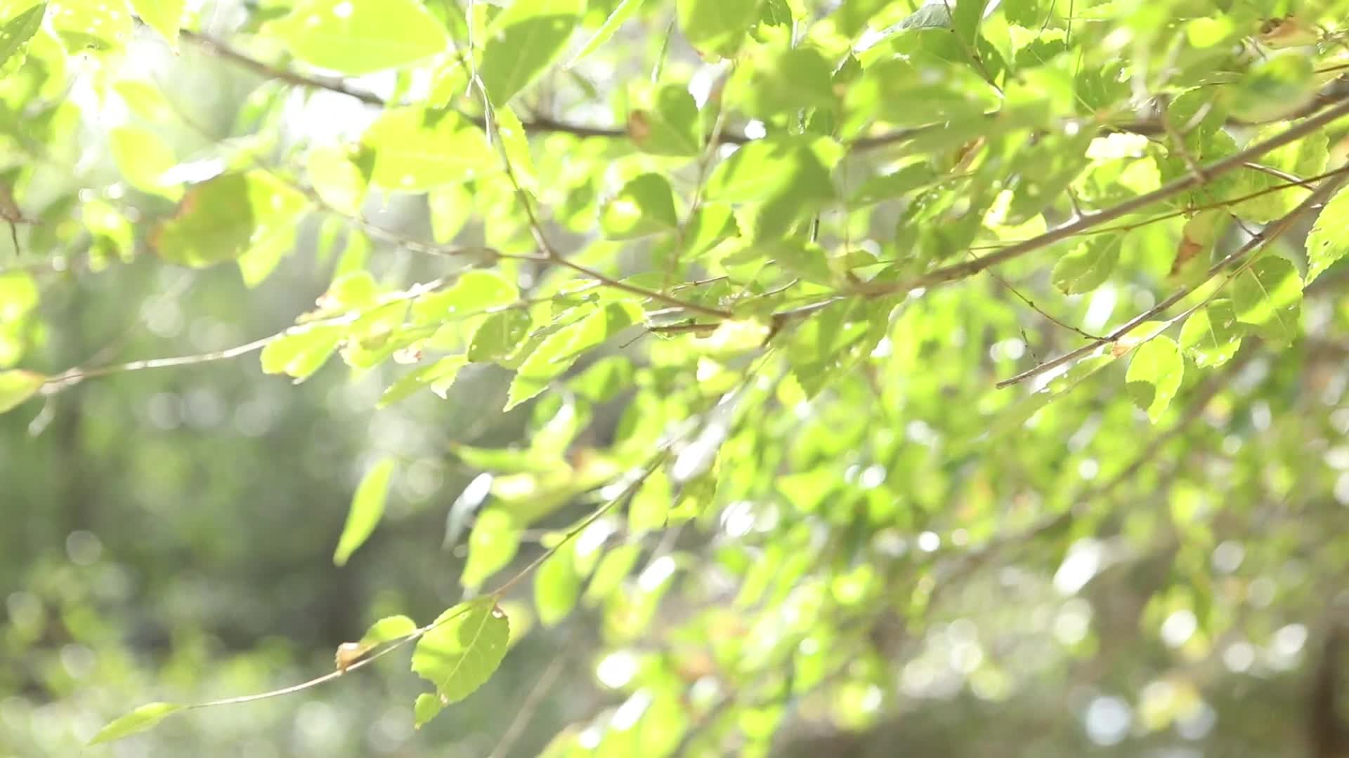 B新疆准噶尔老风口小树林1视频的预览图